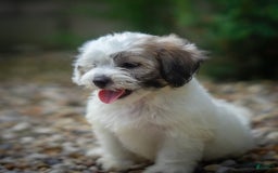 Teddy Bear dogs for sale: Cloud - Image 4
