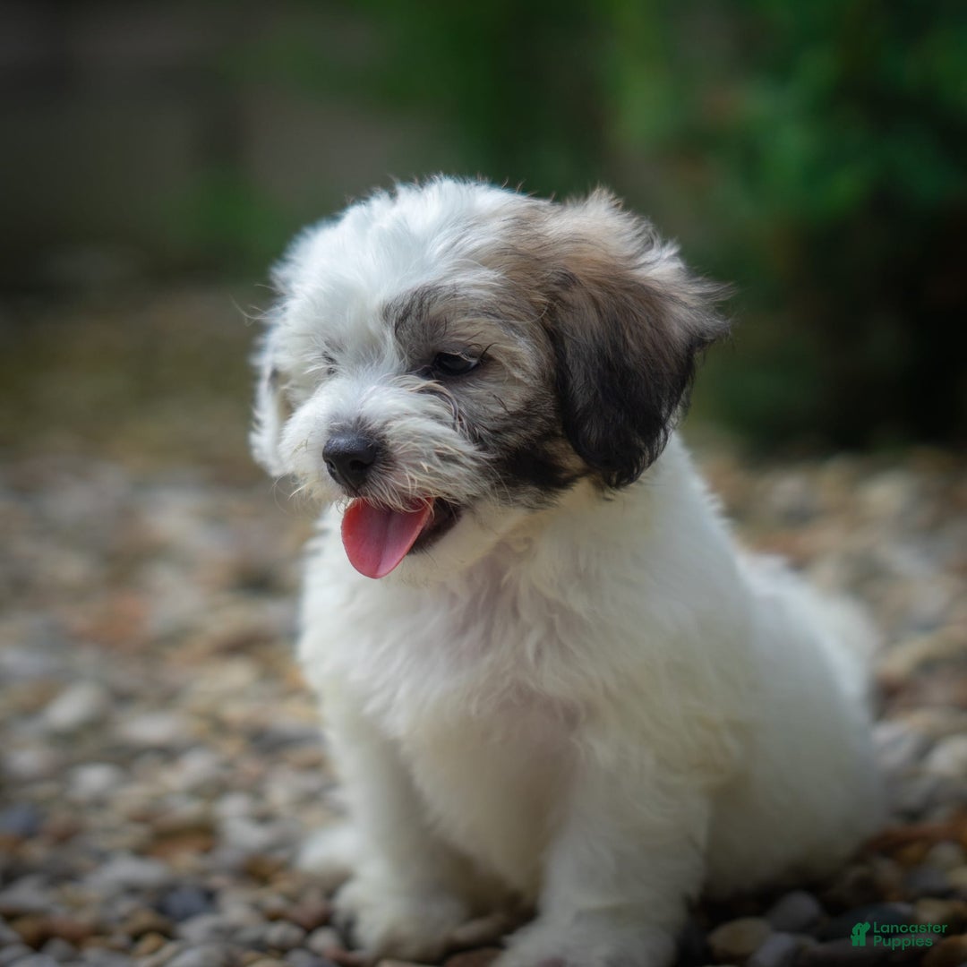 Teddy Bear dogs for sale: Cloud - Image 4