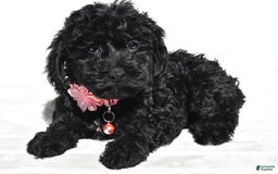 Cockapoo dogs for sale: Sheila - Image 5