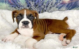 Boxer dogs for sale: Duke - Image 2