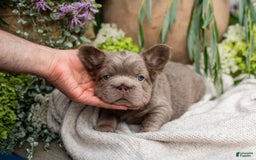 French Bulldog dogs for sale: Pearl - Image 8