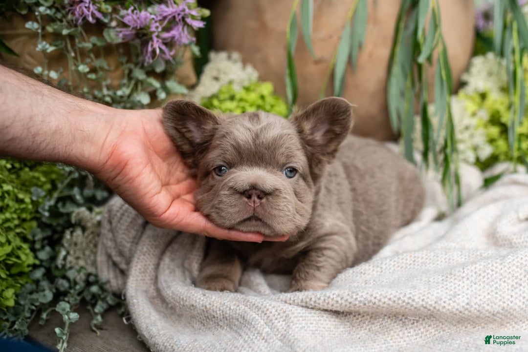 French Bulldog dogs for sale: Pearl - Image 8