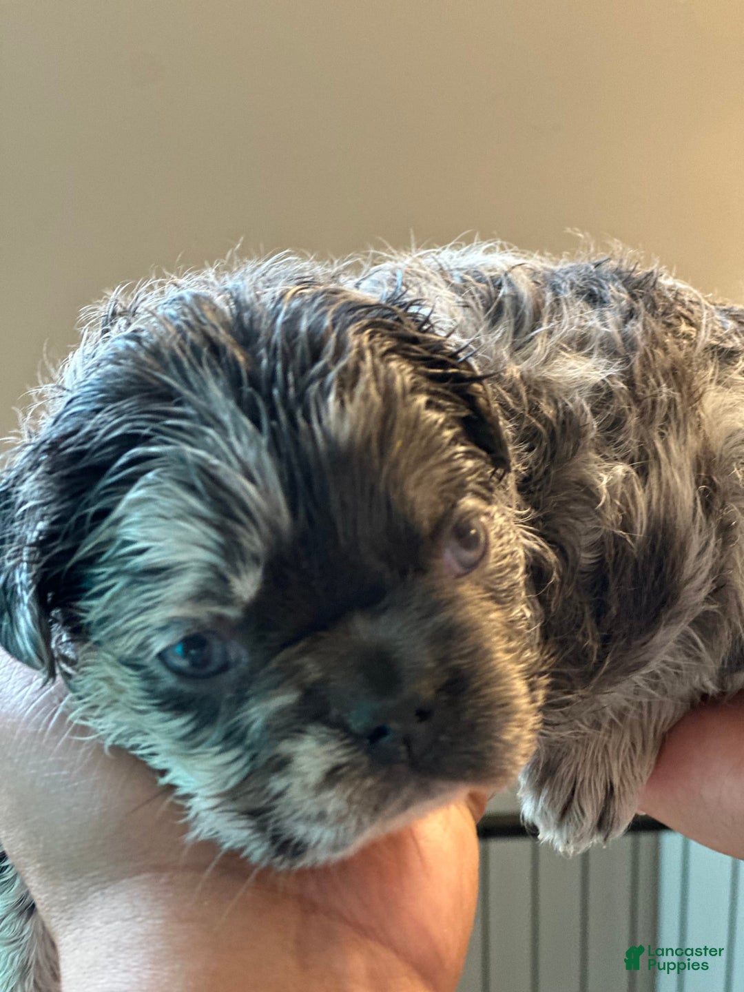 French Bulldog dogs for sale: Fendi - Image 3
