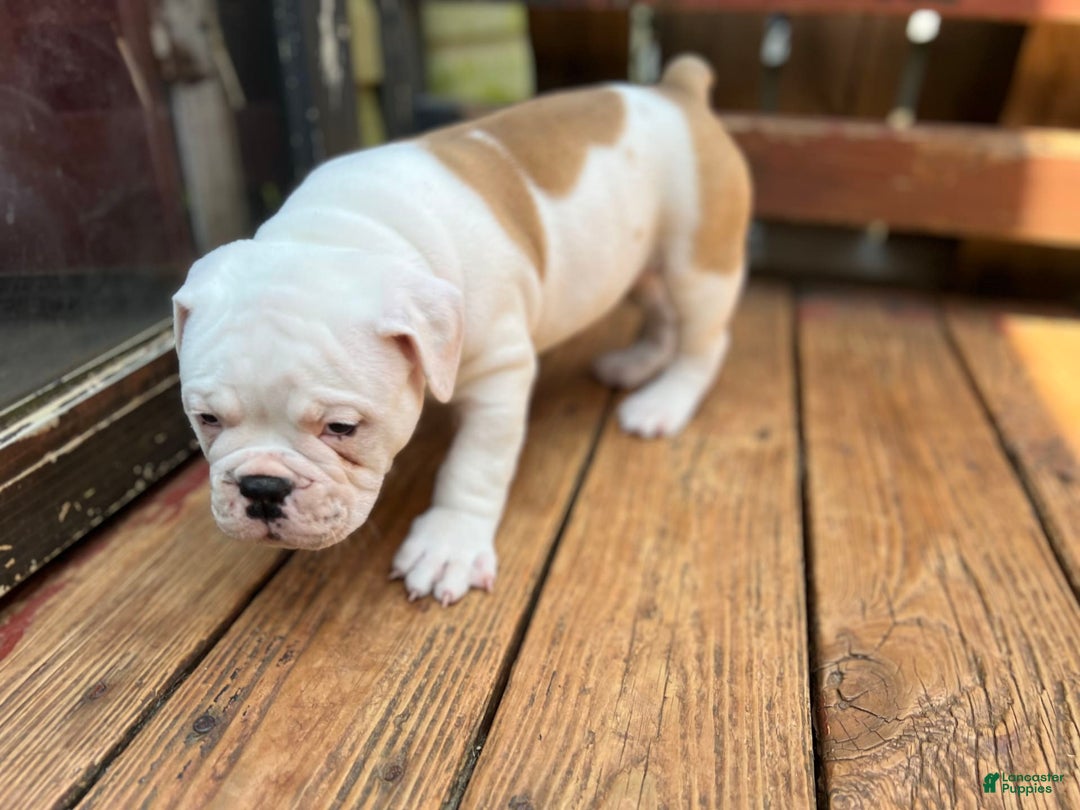 Olde English Bulldogge dogs for sale: Biggy - Image 2