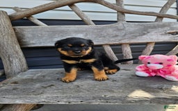 Rottweiler dogs for sale: Heidi - Image 4