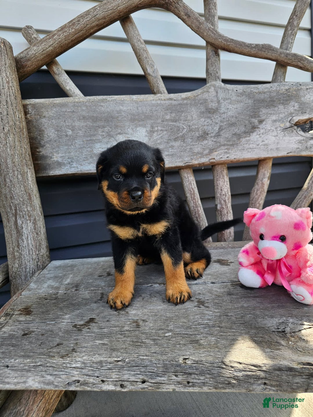 Rottweiler dogs for sale: Heidi - Image 4