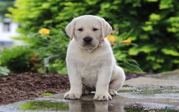 Labrador Retriever dogs for sale: Barbie - Image 2