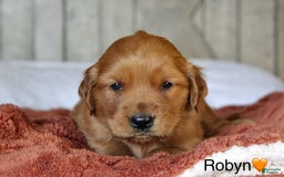 Golden Retriever dogs for sale: Robyn - Image 10