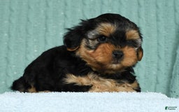 Yorkiepoo dogs for sale: Bella - Image 3