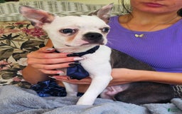 Boston Terrier dogs for sale: Nolan - Image 22
