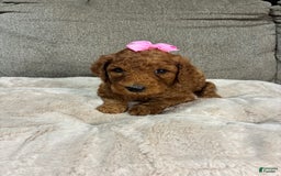 Mini Goldendoodle dogs for sale: Soleil - Image 2