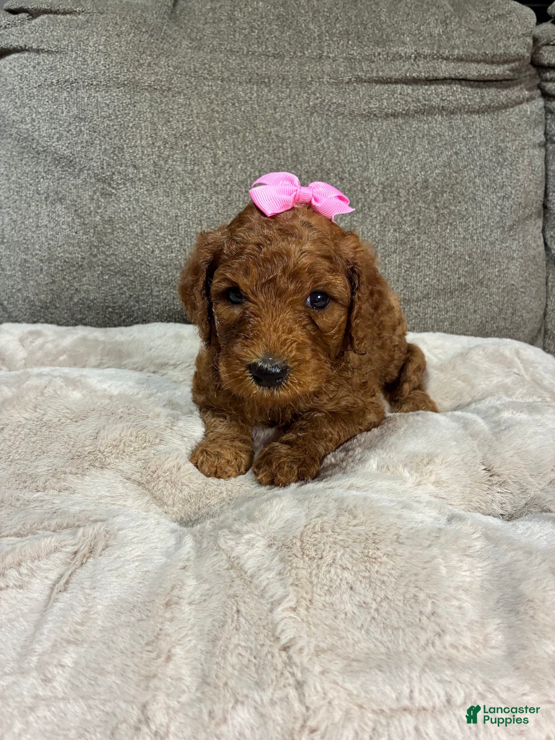 Mini Goldendoodle dogs for sale: Soleil - Image 2