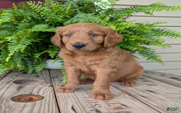 Goldendoodle dogs for sale: Flip - Image 1