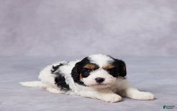 Cavapoo dogs for sale: Cavapoo 2 puppies - Image 3