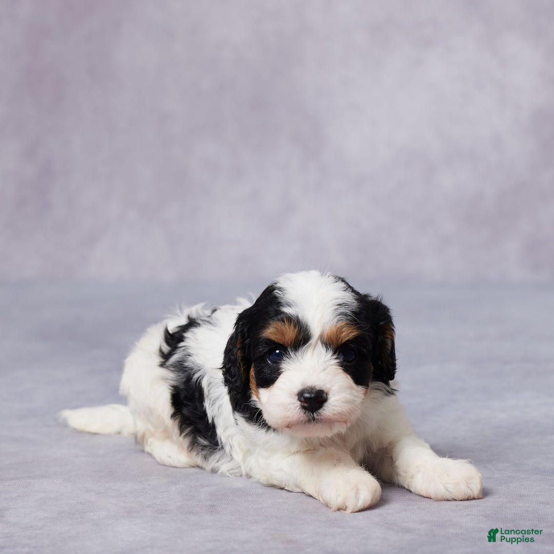 Cavapoo dogs for sale: Cavapoo 2 puppies - Image 3