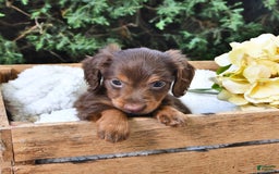 Miniature Dachshund dogs for sale: Tom - Image 3