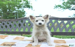 Pomeranian dogs for sale: Viking - Image 3