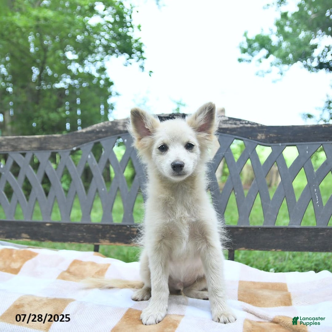 Pomeranian dogs for sale: Viking - Image 3