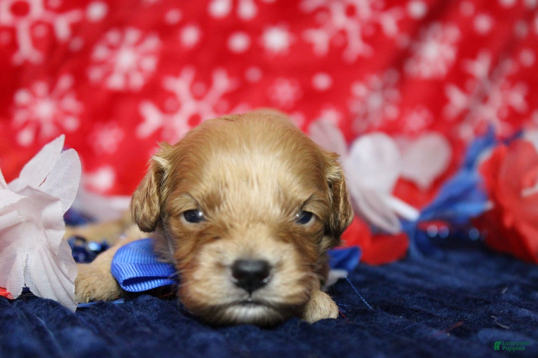 Cavapoo dogs for sale: Phoenix - Image 24