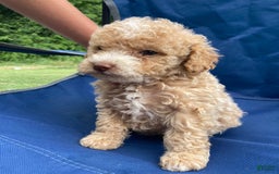Mini Goldendoodle dogs for sale: Cooper - Image 17