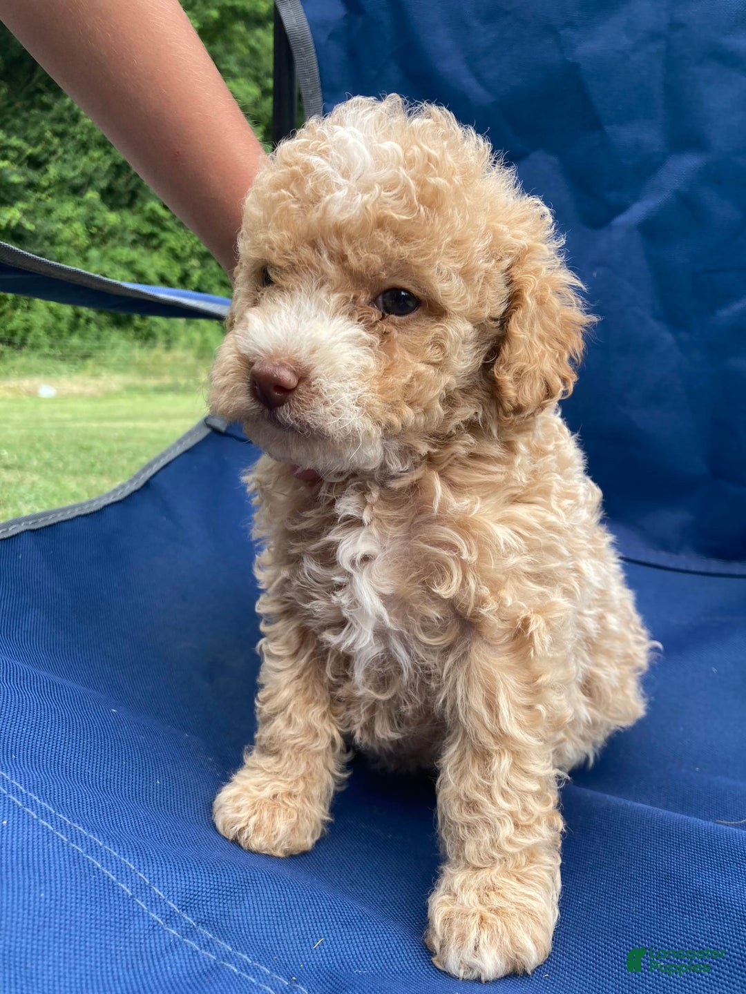 Mini Goldendoodle dogs for sale: Cooper - Image 17