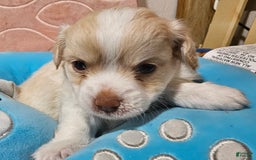 Chihuahua dogs for sale: Darcey - Image 8