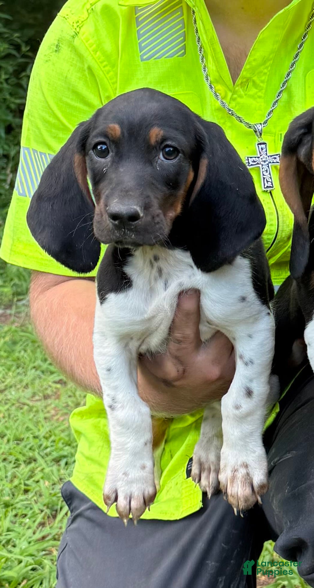 Basset Hound dogs for sale: Puddin - Image 3