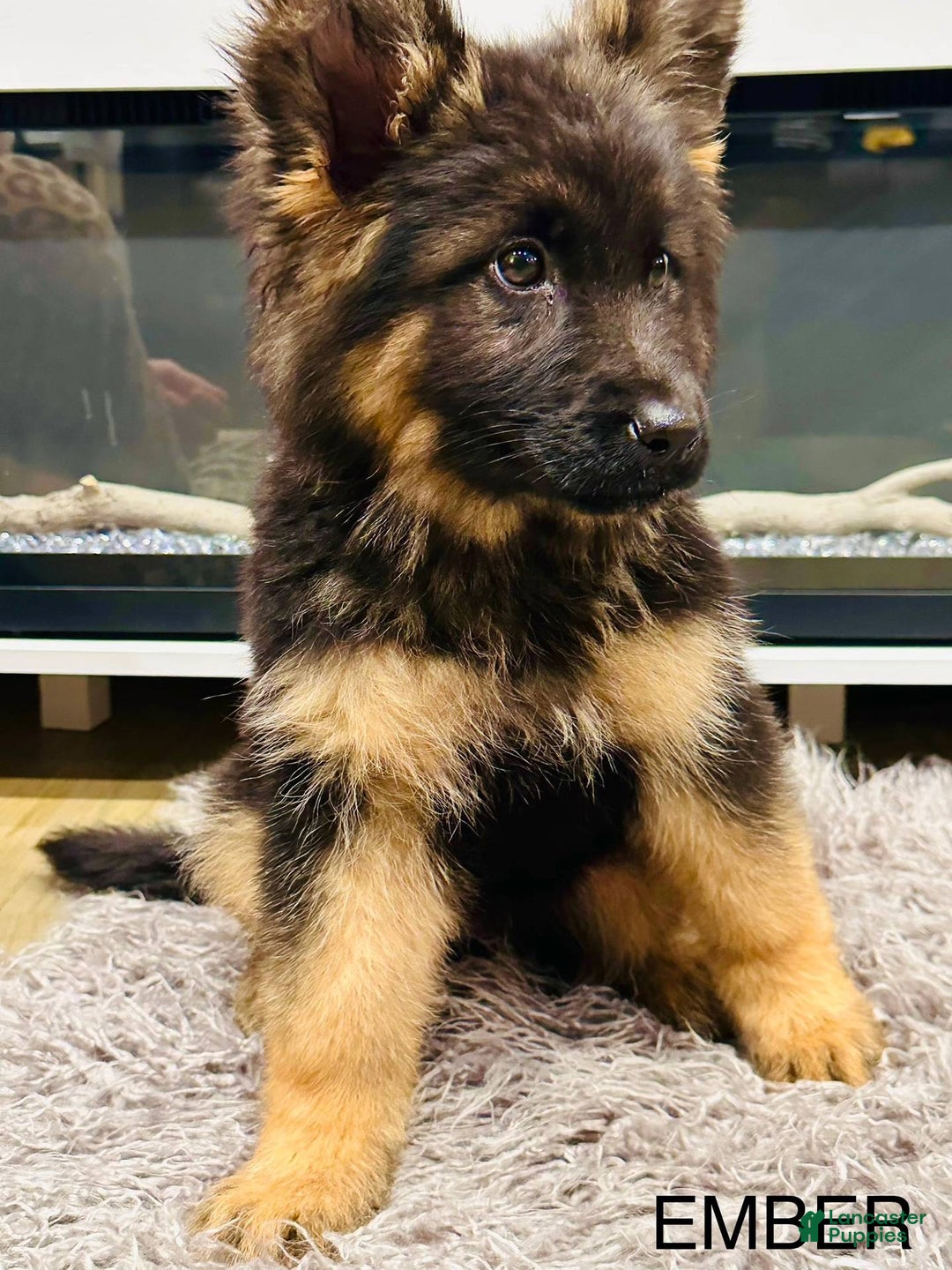 German Shepherd dogs for sale: Embee - Image 5