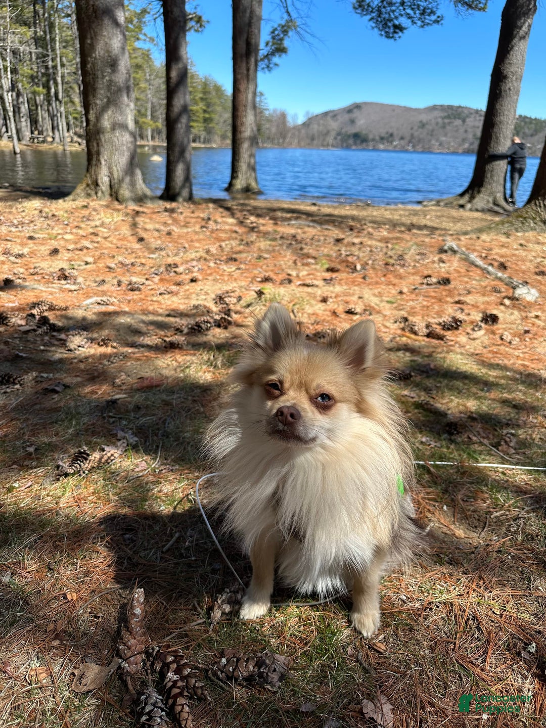 Pomeranian dogs for sale: Jill - Image 16