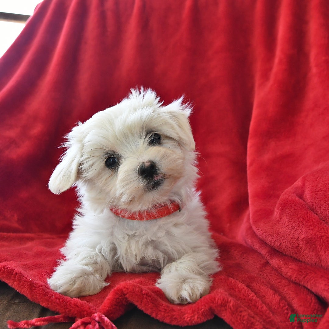 Maltese dogs for sale: Stardust - Image 13