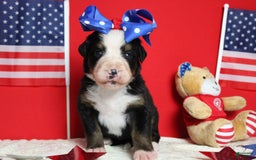 Bernese Mountain Dog dogs for sale: Pebbles - Image 50