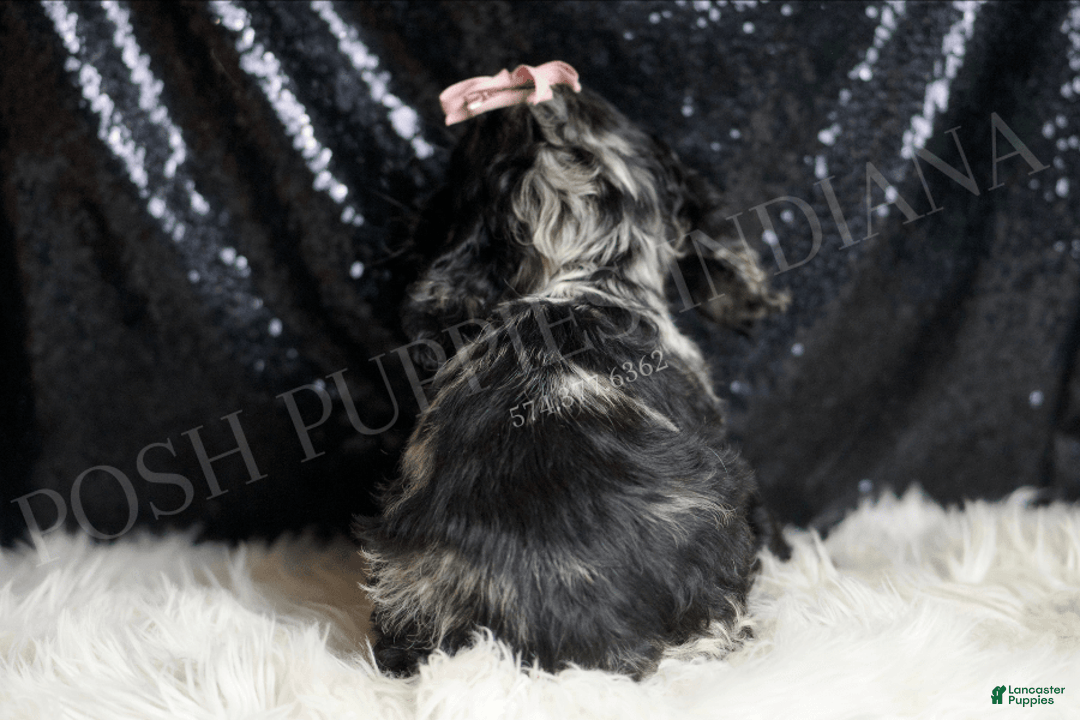 Cocker Spaniel dogs for sale: Rainbow Dash - Image 5
