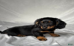 Miniature Dachshund dogs for sale: Miniature Dachshund 2 puppies - Image 6