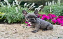 French Bulldog dogs for sale: Max - Image 9