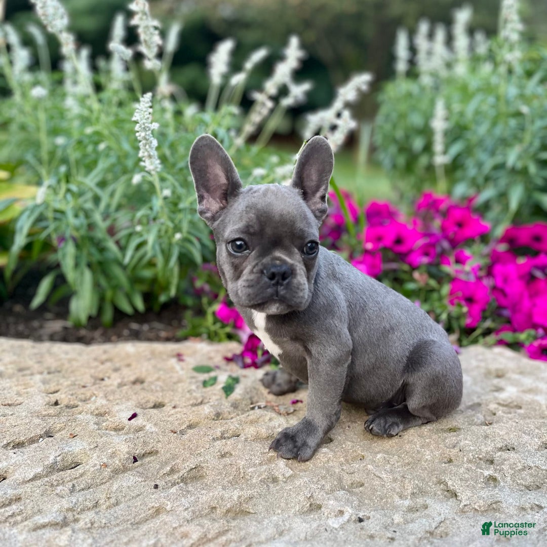 French Bulldog dogs for sale: Max - Image 9