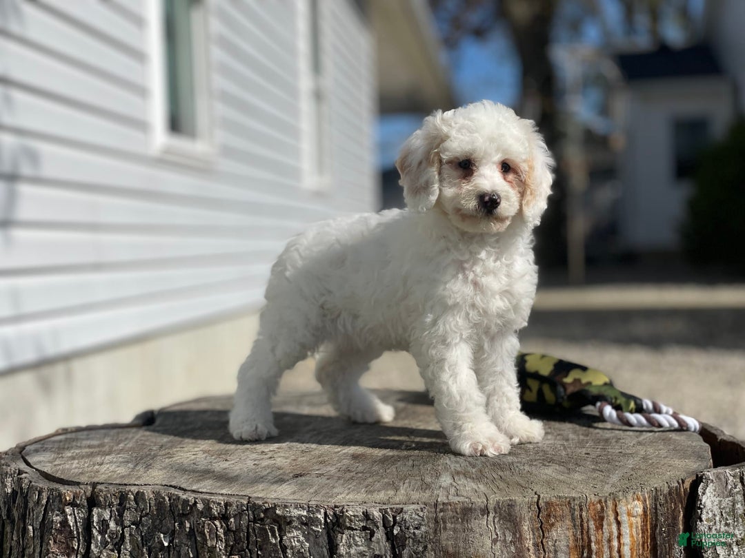 Miniature Poodle dogs for sale: Zella - Image 14