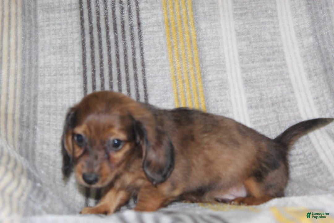 Miniature Dachshund dogs for sale: Zero - Image 9