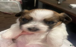 Shorkie dogs for sale: Bell Bell Aka Bella - Image 3