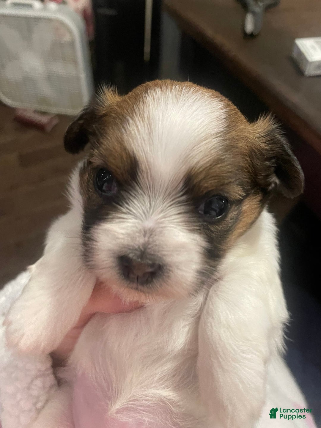 Shorkie dogs for sale: Bell Bell Aka Bella - Image 3