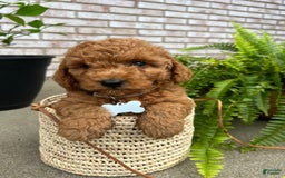 Goldendoodle dogs for sale: Charlotte - Image 5