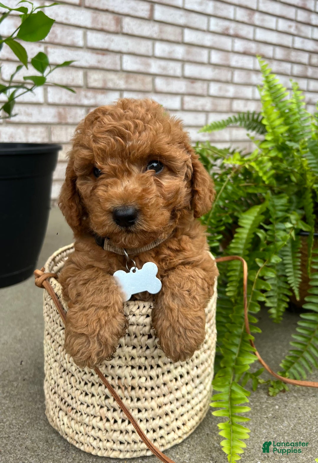 Goldendoodle dogs for sale: Charlotte - Image 5