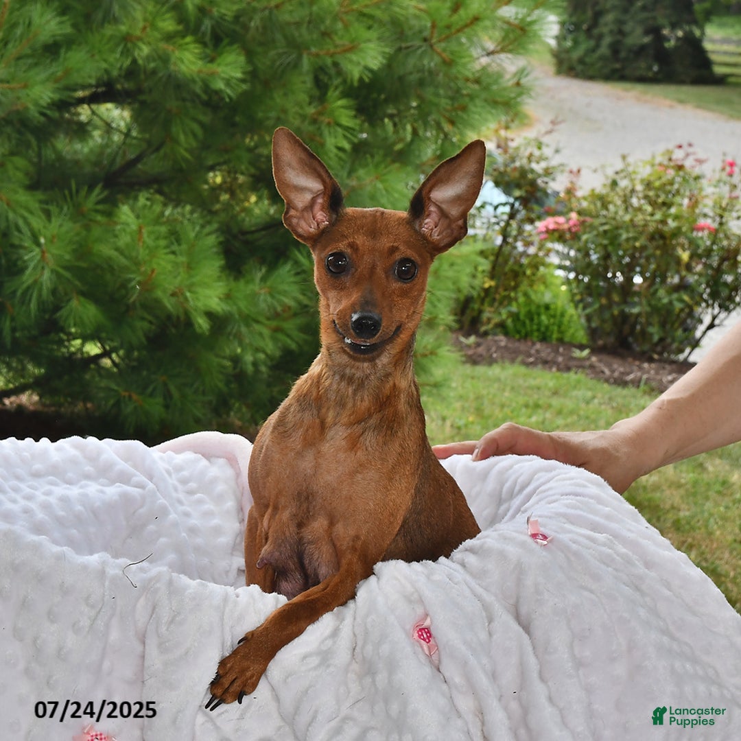 Miniature Pinscher dogs for sale: Teddy - Image 4
