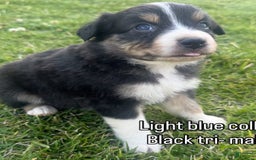 Australian Shepherd dogs for sale: Light Blue Collar - Image 4