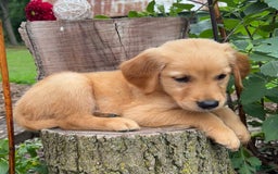Golden Retriever dogs for sale: Golden Retriever 7 puppies - Image 11