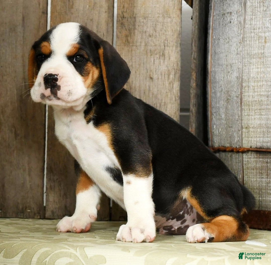 Beabull dogs for sale: Winston - Image 4
