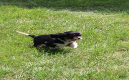 Cavalier King Charles Spaniel dogs for sale: Raven - Image 2