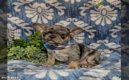 French Bulldog dogs for sale: Milo - Image 3
