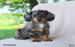 Miniature Dachshund dogs for sale: Misty - Image 4