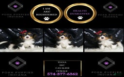 Cavalier King Charles Spaniel dogs for sale: Tiana - Image 6