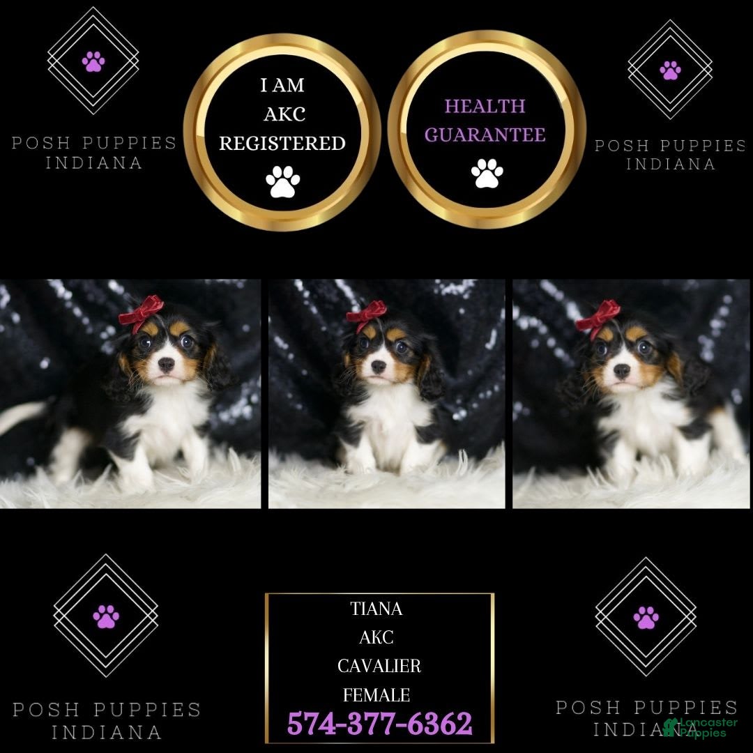 Cavalier King Charles Spaniel dogs for sale: Tiana - Image 6